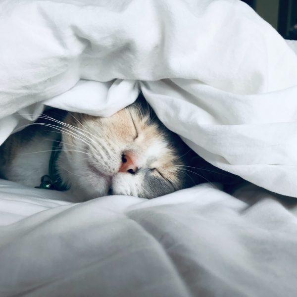 Cat sleeping under the blankets