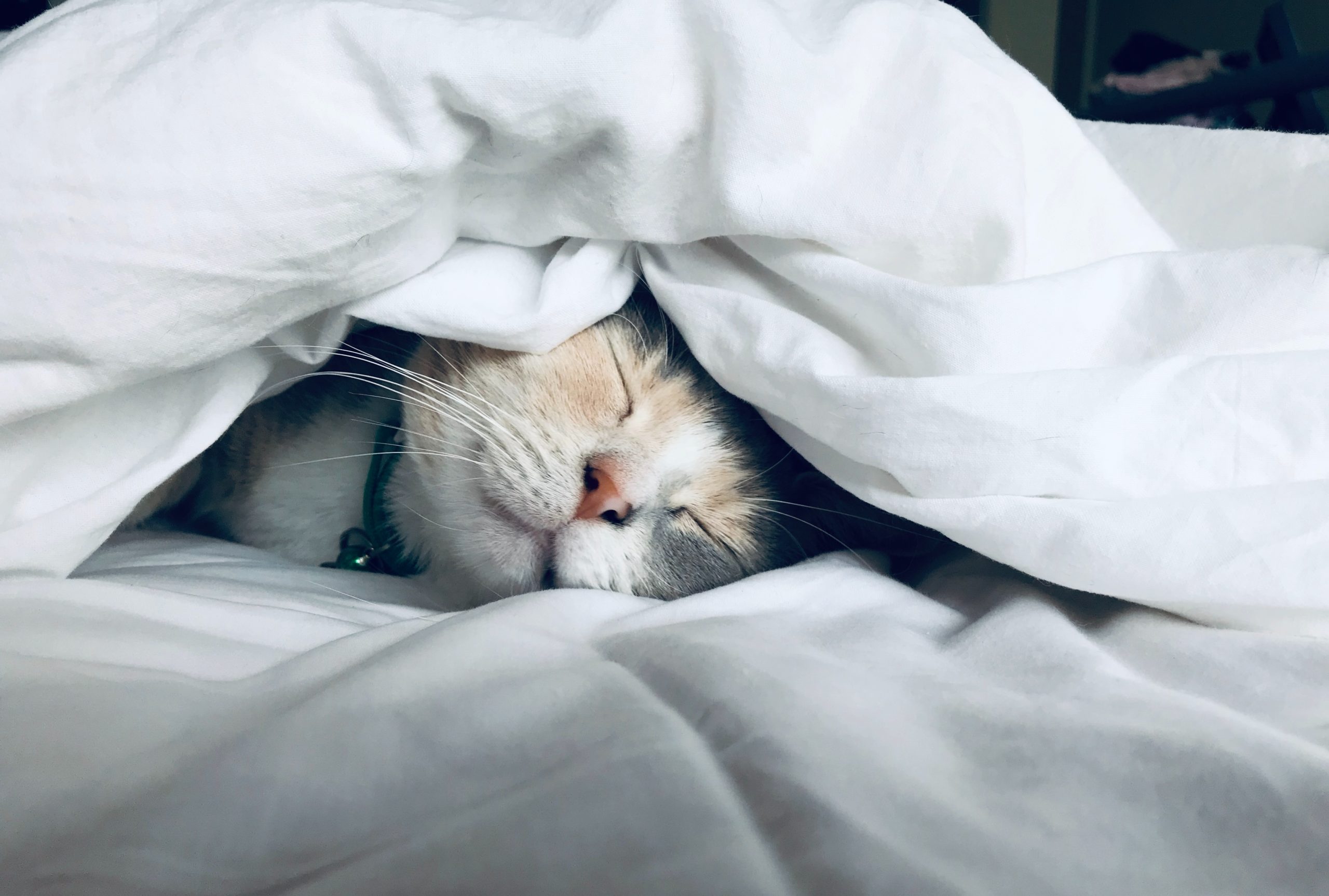 Cat sleeping under the blankets