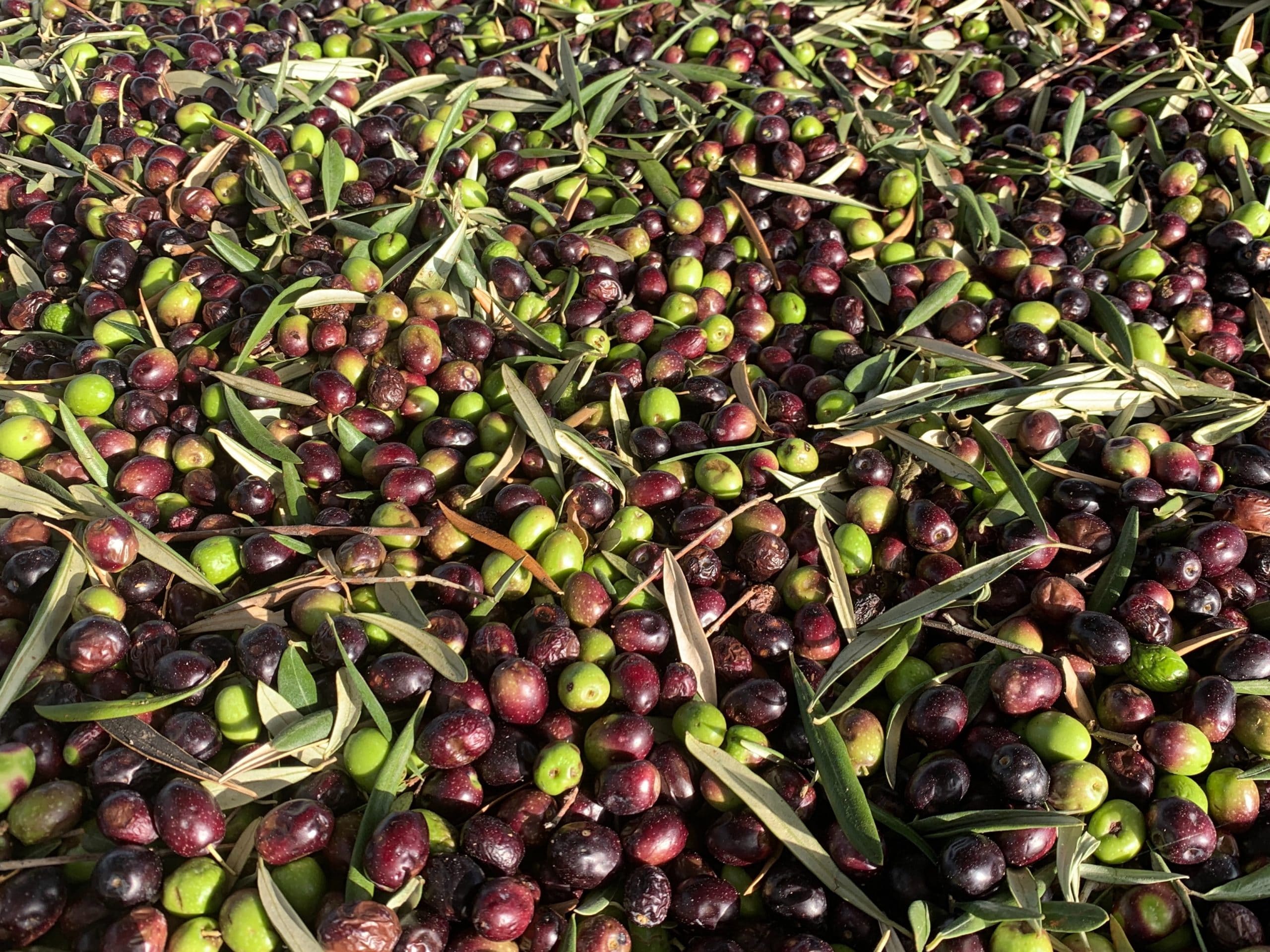Close up of black olive plants
