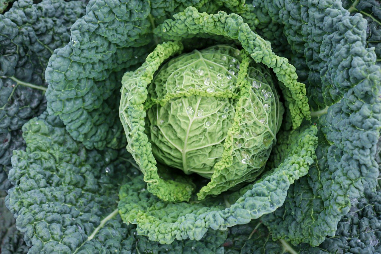 Close up of a head of green cabbage