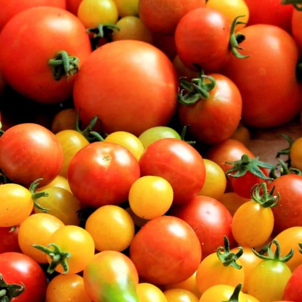 different tomatoes varieties