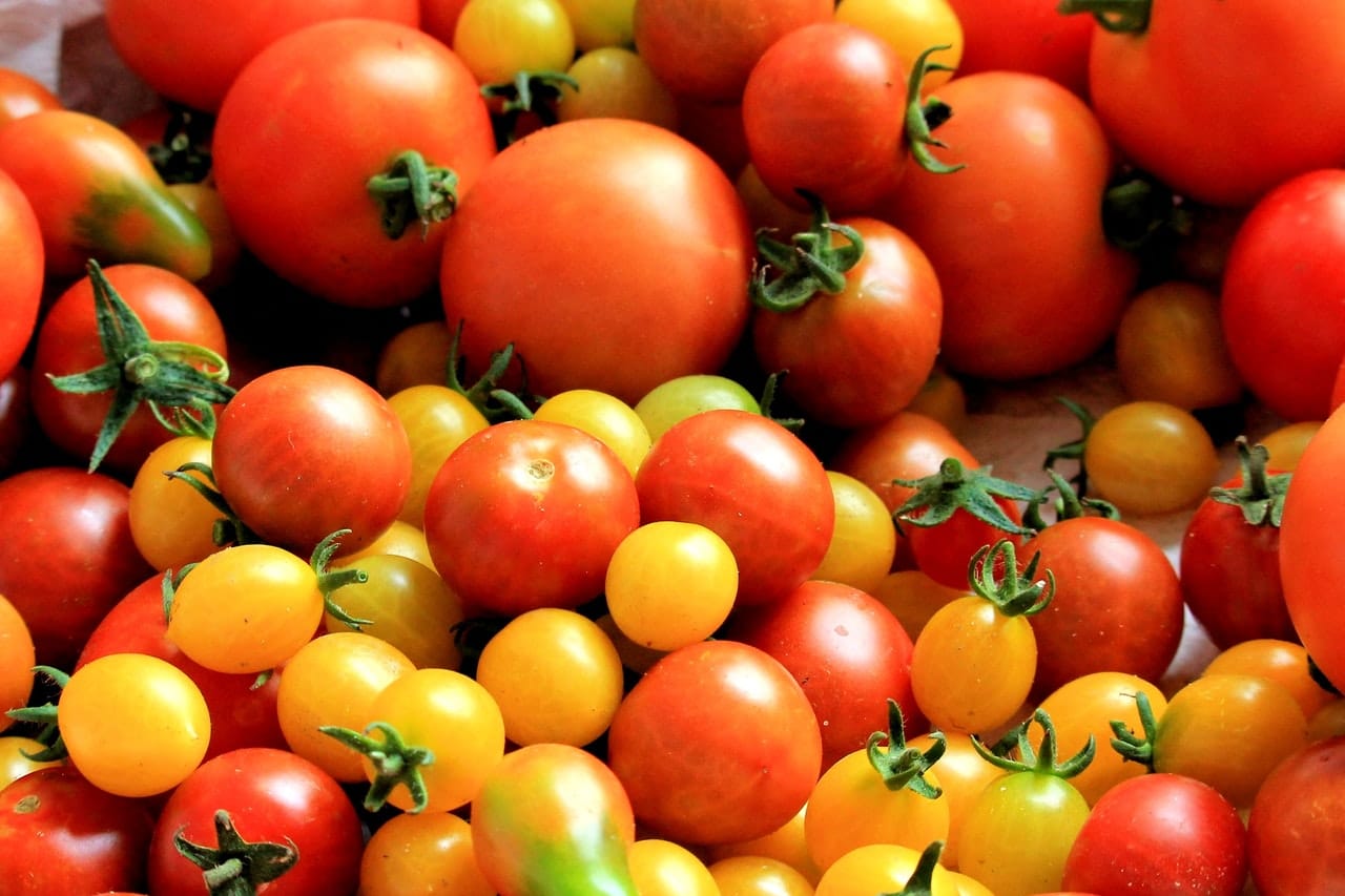different tomatoes varieties